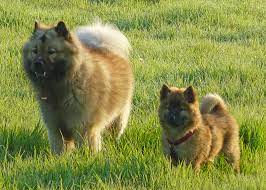 Eurasier